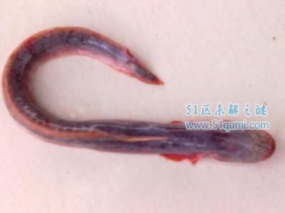 红狼牙鰕虎鱼:相貌凶猛的无毒鱼 不仅美味还有药用价值