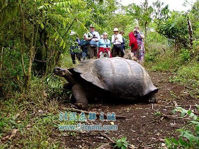 世界上最大的乌龟是什么?加拉帕戈斯象龟灭绝了吗?