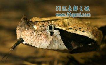 加蓬蝰蛇:毒牙长达5cm的毒蛇 和眼睛王蛇比谁会赢?