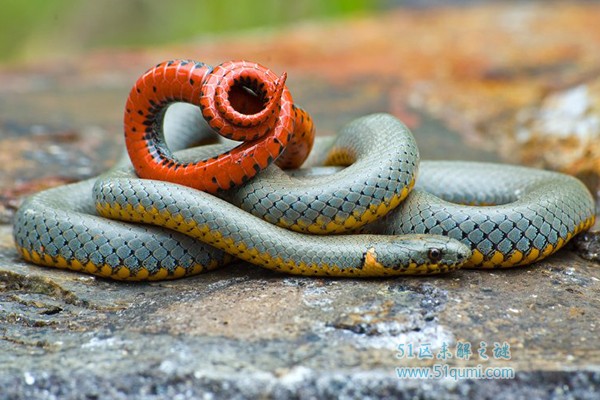 环箍蛇为什么会自己吃自己?环箍蛇吃自己会死吗?
