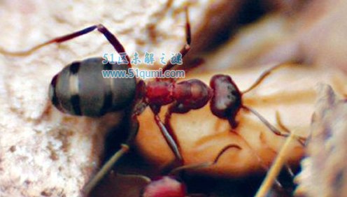 食人蚁:所到之处白骨一堆 吃人怪物真的有吗?