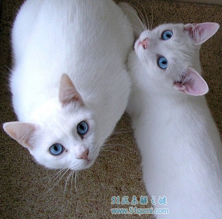 蓝眼白猫为什么会耳聋?属于土猫还是品种猫?