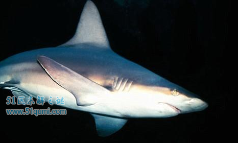 鼠鲨:会主动攻击人的鲨鱼 与垂钓者激斗后放生大海