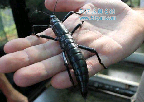 树龙虾:世界上最大的竹节虫 它和龙虾一样可以吃吗?