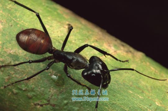 巨型蚂蚁:体型超过普通蚂蚁几倍 蚂蚁家族的巨无霸