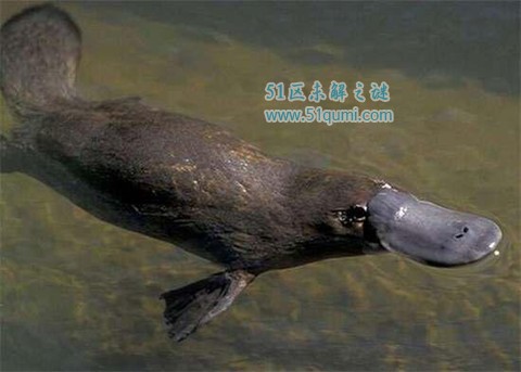 鸭嘴兽:最奇特的卵生哺乳动物 鸭嘴兽可以当宠物吗?
