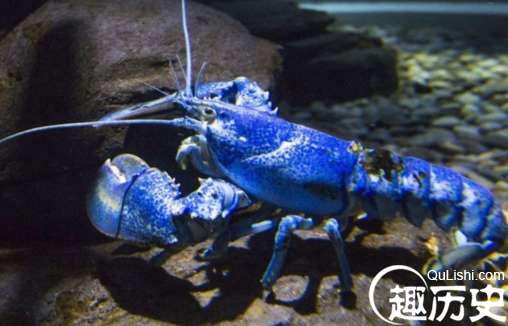 蓝色龙虾是真的吗？能吃吗？煮熟后是什么颜色的？