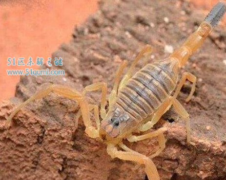 巴勒斯坦毒蝎:世界上最毒的蝎子 怎么养才不会被蛰?
