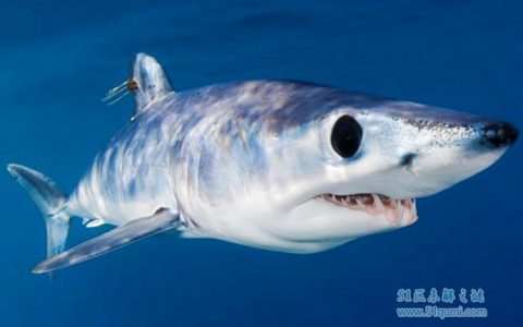 鼠鲨:会主动攻击人的鲨鱼 与垂钓者激斗后放生大海