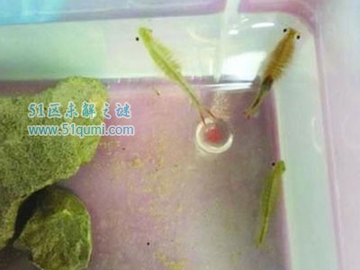 枝额虫:唯一能在沸水中生存的动物 到底能不能吃?