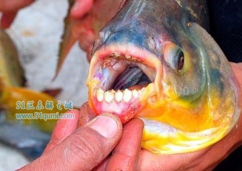 锯腹脂鲤:令人闻风丧胆的切蛋鱼 专吃男性睾丸是真的吗?