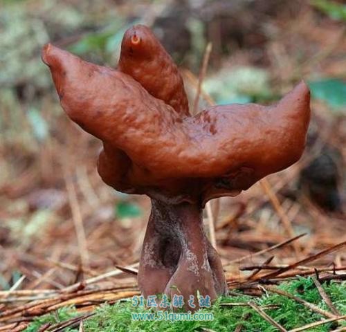 死亡天使蘑菇:世界第一毒蘑菇 死亡天使蘑菇有多毒?