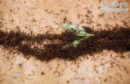 食人蚁:所到之处白骨一堆 吃人怪物真的有吗?