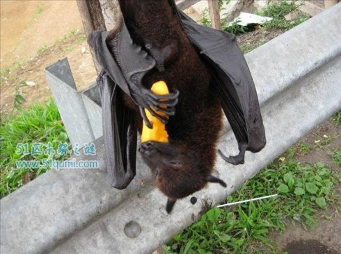 马来大狐蝠翼展达到1.8米 被大量捕杀而濒临灭绝