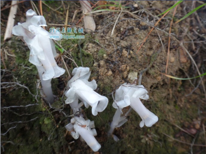 水晶兰:“冥界之花”的传说 水晶兰有毒吗?