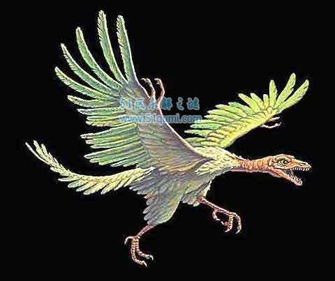 始祖鸟是什么动物?始祖鸟是鸟类的祖先吗?