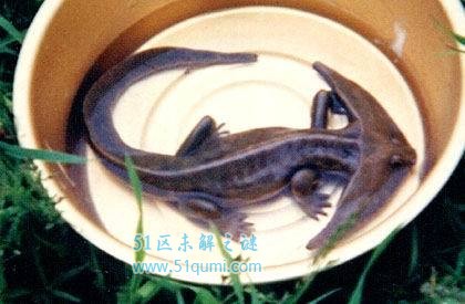 笠头螈的外形特征及介绍 是否真的已经灭绝了?