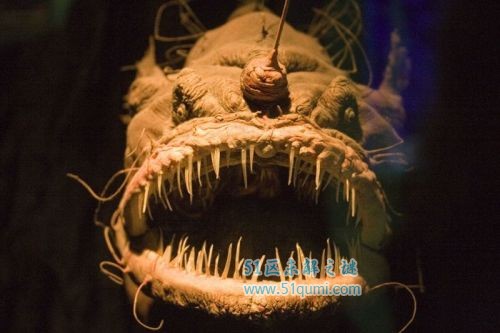 琵琶鱼:自带"灯光"的深海怪鱼 它的头部为什么会发光?