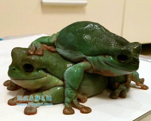 老爷树蛙多少钱一只?饲养时需要注意什么?