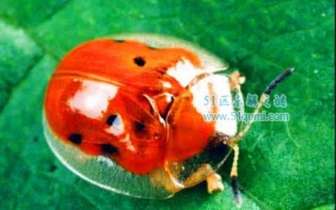 黄金龟甲虫最迷人的透明生物 黄金龟甲虫多少钱一只?
