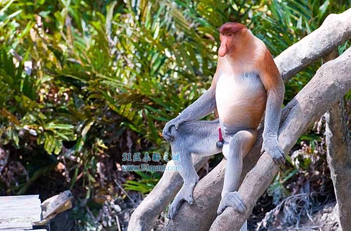 长鼻猴:世界上鼻子最长的猴子 拥有24小时"金枪不倒"技能