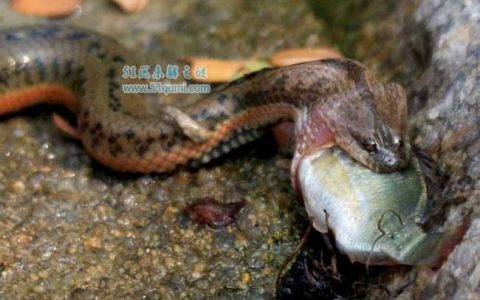 中华水蛇的养殖技术介绍 多少钱一斤?有没有毒性?