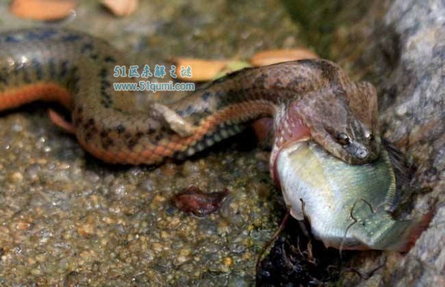 中华水蛇的养殖技术介绍 多少钱一斤?有没有毒性?