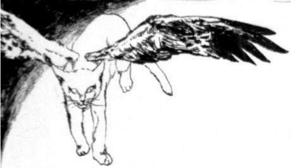 未知生物天使猫，长有翅膀还会飞(目击者称体型长3米)