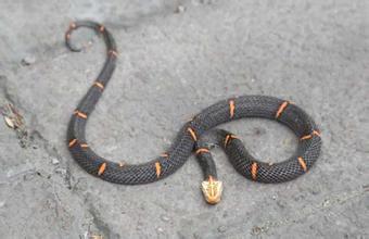 世界上最罕见的毒蛇,喜玛拉雅白头蛇
