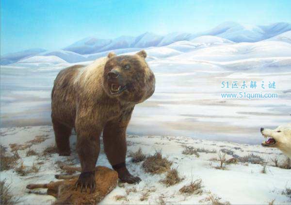 巨型短面熊:史前北美最强大的霸主 它是因何灭绝的?