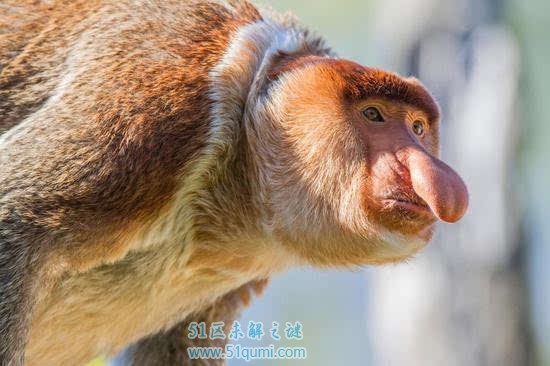 长鼻猴:世界上鼻子最长的猴子 拥有24小时"金枪不倒"技能