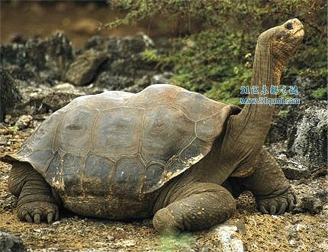 世界上最大的乌龟是什么?加拉帕戈斯象龟灭绝了吗?
