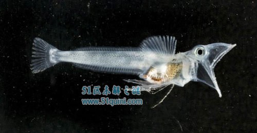 管眼鱼:头部透明眼睛长在头上的怪鱼 如何捕食猎物?