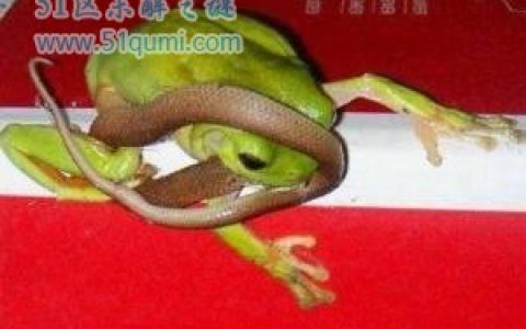 食蛇蛙:专门喜欢吃蛇的青蛙 响尾蛇见了它都要跑!