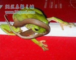 食蛇蛙:专门喜欢吃蛇的青蛙 响尾蛇见了它都要跑!