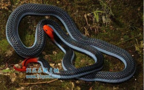 蓝长腺珊瑚蛇:东南亚最神秘的毒蛇 人类才是它的天敌