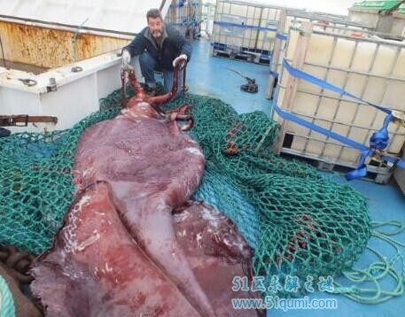 大王酸浆鱿:世界最大的鱿鱼 大王酸浆鱿VS大王乌贼谁厉害?