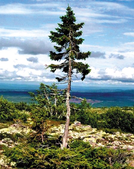 世界上最古老的树 瑞典云杉