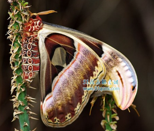 乌桕大蚕蛾:世界上最大的飞蛾 寿命短暂只有3个月时间
