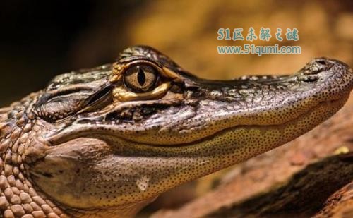 鳄鱼的眼泪是什么意思?生物学家揭秘"流泪"的真相