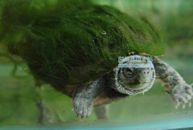 绿毛龟多少钱一只?绿毛龟绿毛是怎么长出来的?