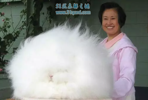 巨型安哥拉兔多少钱一只?拥有超长毛发好养吗?