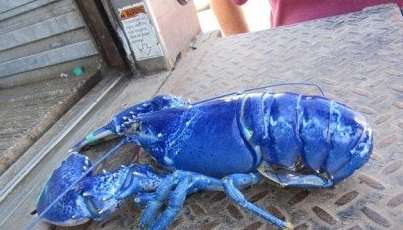 蓝色龙虾是真的吗？能吃吗？煮熟后是什么颜色的？