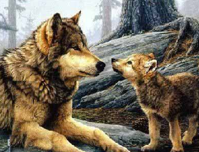 世上最大的狼有哪些?