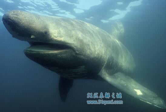 姥鲨:世界上第二大鱼类 它会吃人吗?现状如何?