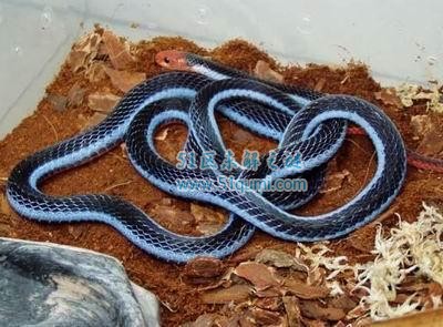 蓝长腺珊瑚蛇:东南亚最神秘的毒蛇 人类才是它的天敌