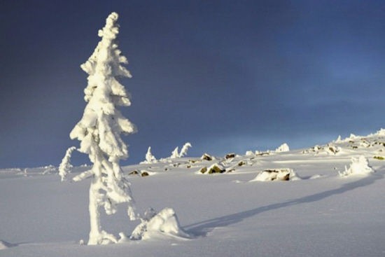 世界上最古老的树 瑞典云杉