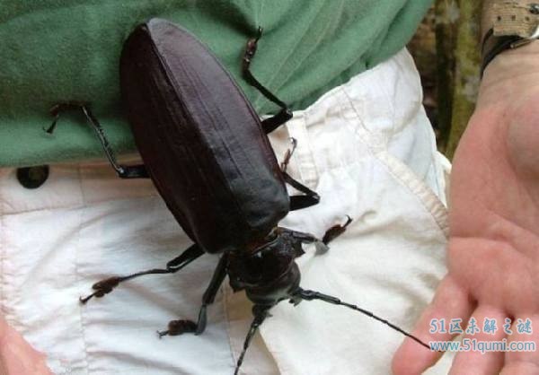 泰坦甲虫可以咬断一根铅笔 真的能不吃不喝吗?