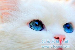 蓝眼白猫为什么会耳聋?属于土猫还是品种猫?