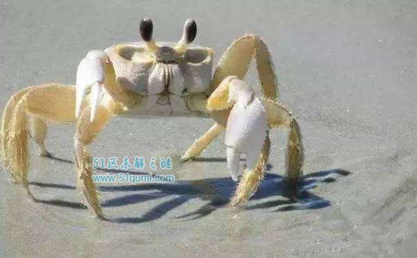 巨招潮蟹:蟹螯大小差异最大的螃蟹 该如何正确饲养?